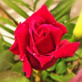 El Dia de la Rosa