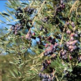 L'Huile d'olive de l'Empordà