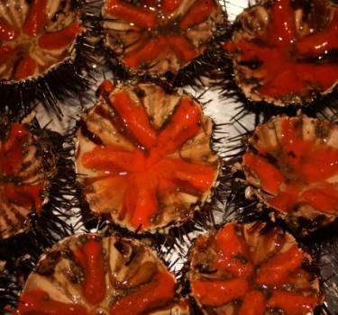 Marine delicatessen: the sea urchin